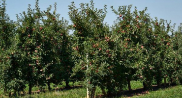 Trpasličí jabloně pro oblast moskvy - kterou odrůdu si vybrat